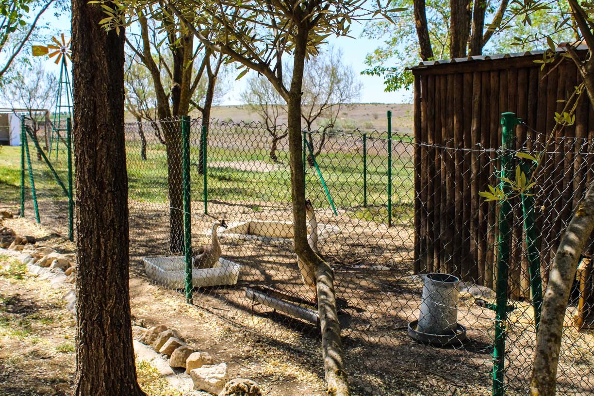 Los más peques del cole hacen su primer viaje a la granja